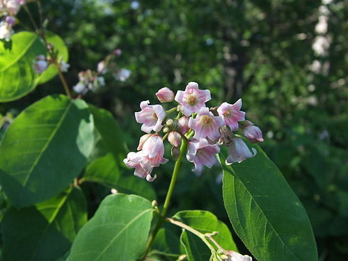 Apocynum androsaemifolium